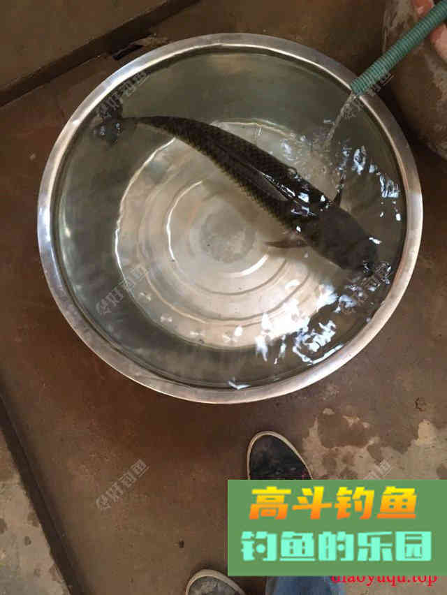 专攻草鱼，原生态饵料制作方法