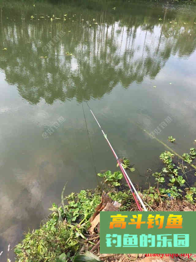 专攻草鱼，原生态饵料制作方法