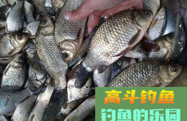 正确的使用钓鱼小药，能助你连竿爆护、脱颖而出