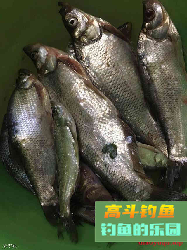 小鱼，最令你意想不到的上鱼饵料