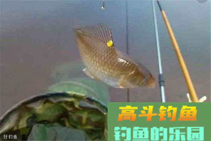 饵料技巧千千万，钓鱼人你知多少？