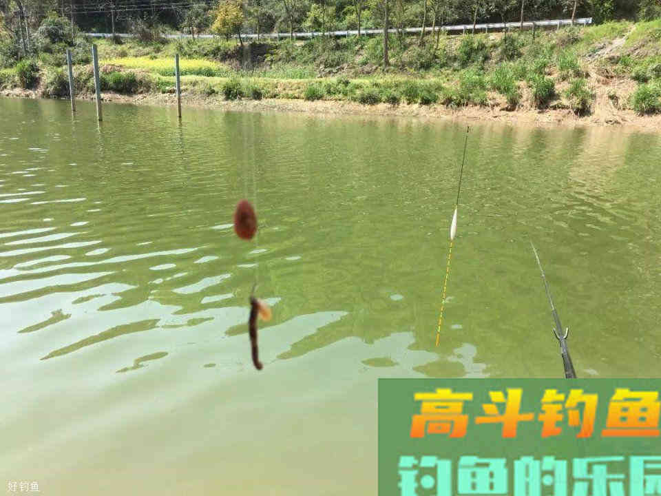 玉米挂钩诱鱼性太差？穿上一条蚯蚓后，玉米就“活”了