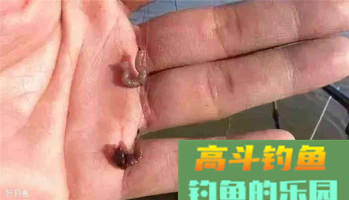 蚯蚓饵料技巧全攻略，看懂这篇不怕钓不到鱼