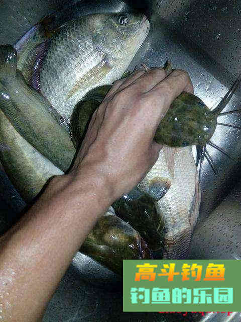 小鱼，最令你意想不到的上鱼饵料