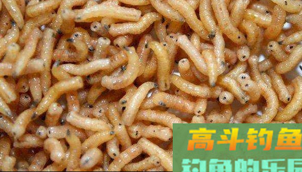 传统钓用什么饵好