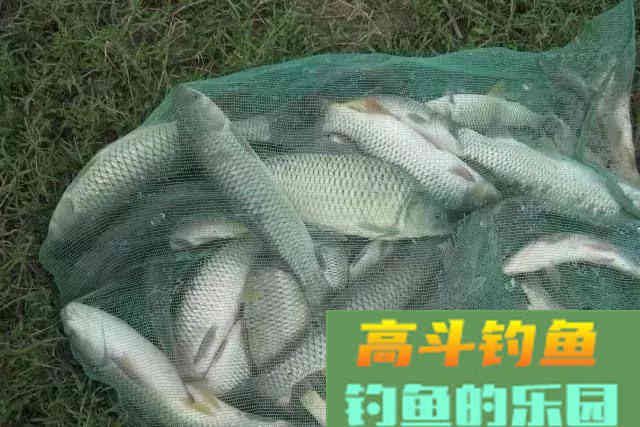 打窝补窝需要注意的细节，做的越到位发窝越快