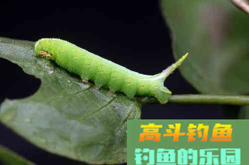 传统钓用什么饵好