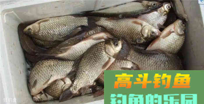 开饵的时加拉丝粉，有效避免小鱼闹窝