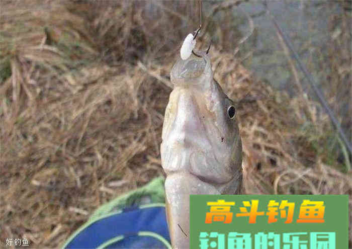 稻谷类钓鱼饵料的制作方法小汇总