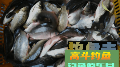 自制饵料钓鲫鱼，初冬也不怕没鱼上口