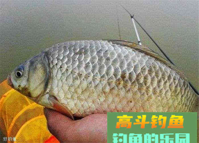 冬季钓鲫鱼饵料配方两款