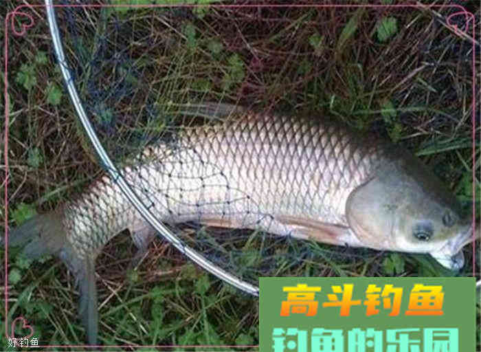 秋钓草鱼的麦子饵料制作，简单易学