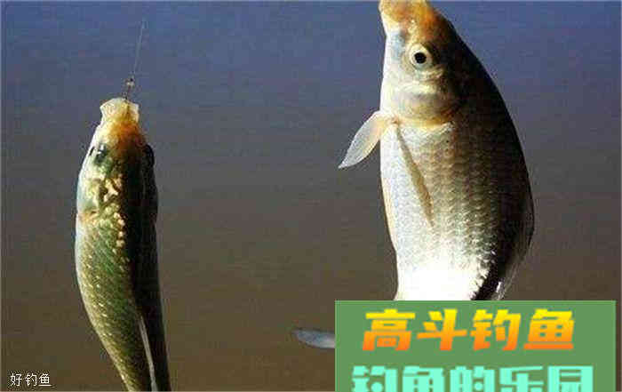 钓鲤鱼用什么饵料、窝料？这里有答案