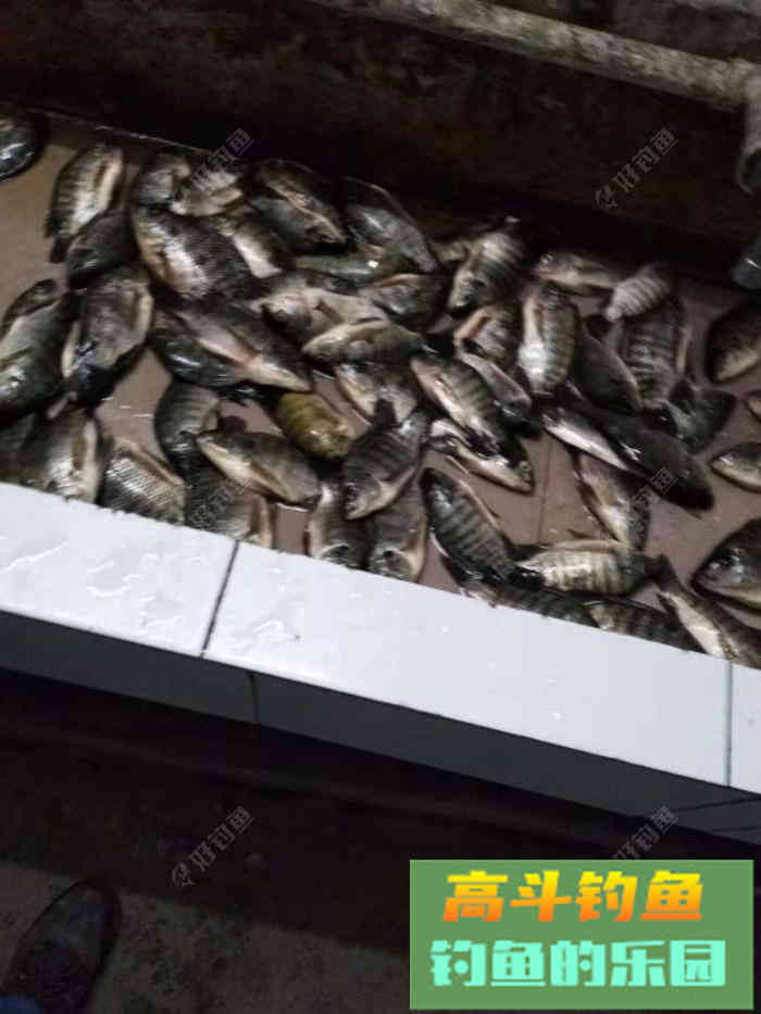 钓罗非鱼用什么饵料，分享一款自制饵料配方