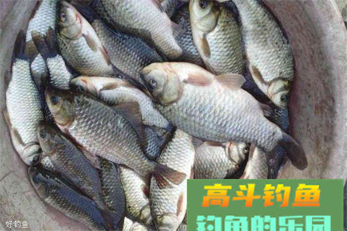 秋天野钓，上鲫鱼自制饵料配方