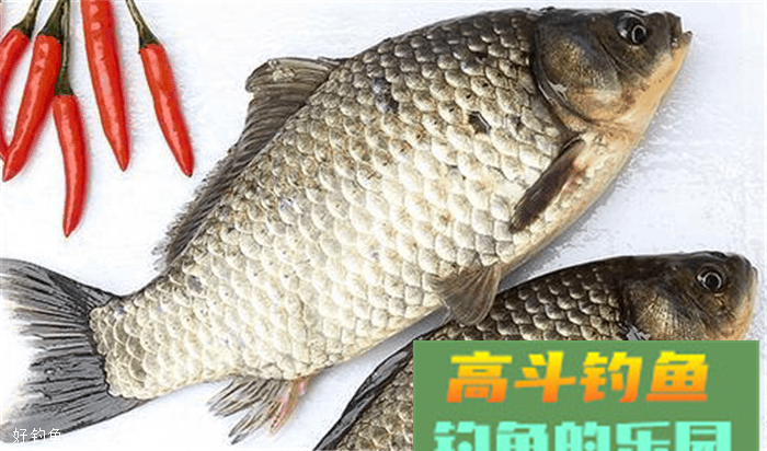 疯钓鲫饵料配方大全，连连上竿不是问题