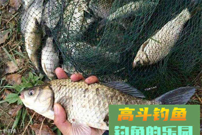 深秋钓鲫鱼饵料配方，赶紧拿走去上鱼吧
