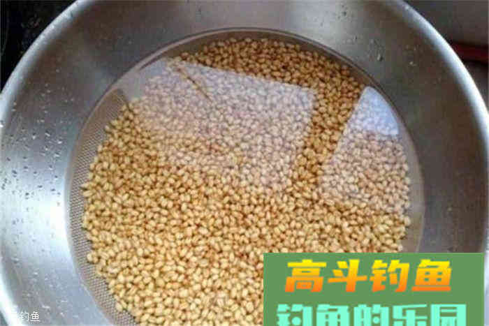 深秋使用麦粒做饵料，鲫鱼们根本停不下来