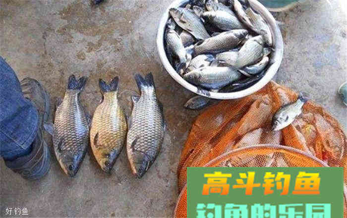 商品饵、自制饵哪个钓鲫鱼好？这里教你合二为一的技巧