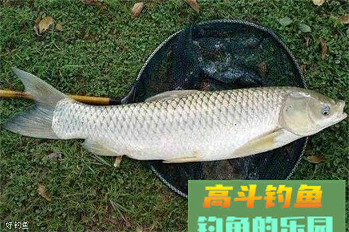 民间饵料，窝料小配方，你值得拥有