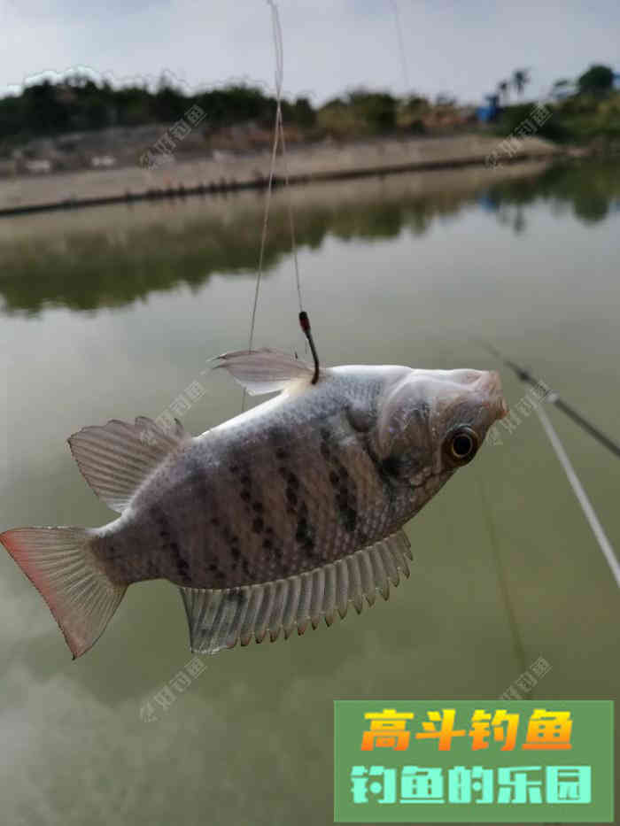 钓罗非鱼用什么饵料，分享一款自制饵料配方