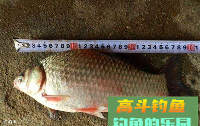 商品饵、自制饵哪个钓鲫鱼好？这里教你合二为一的技巧