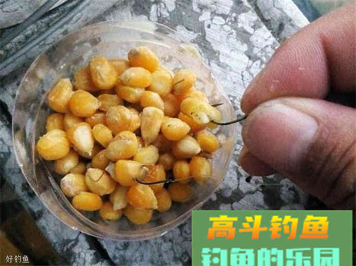 钓草鱼小药配方，搭配玉米更好用哦