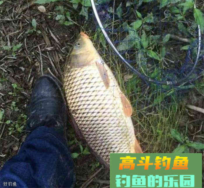 稻谷类钓鱼饵料的制作方法小汇总