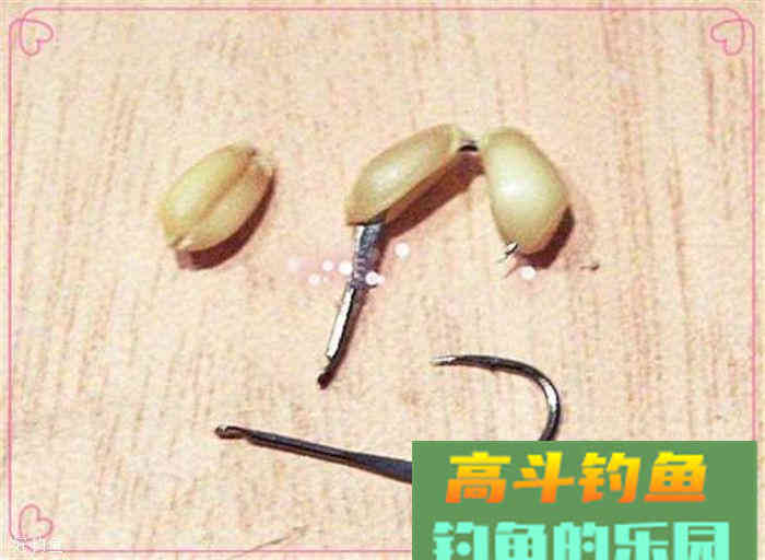秋钓草鱼的麦子饵料制作，简单易学