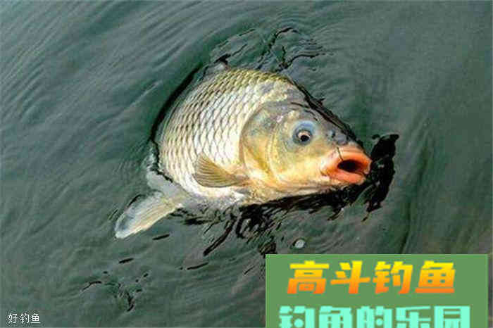 民间自制两款钓大鱼饵料配方，适合秋季野钓