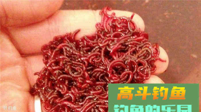 钓友们总结出来的10款鲫鱼专用饵料，总有一款适合你