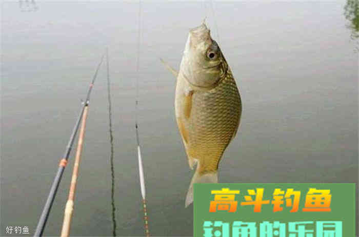 深秋使用麦粒做饵料，鲫鱼们根本停不下来