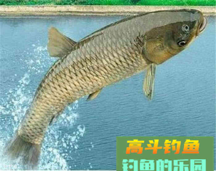 钓草鱼小药配方，搭配玉米更好用哦