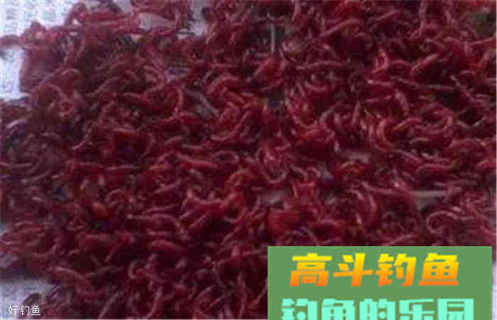 红虫装钩的五种技巧，快来学习吧