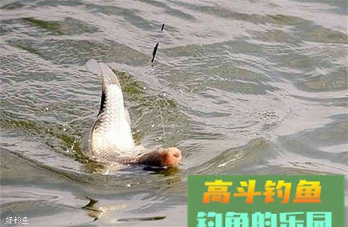 这款饵料配方既能控制成本，又能上大物哦