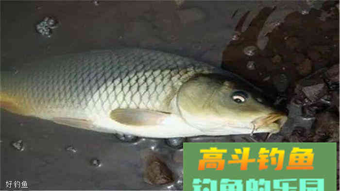 秋钓鲤鱼这几招，不怕空军！附带野钓鲤鱼自制饵料配方