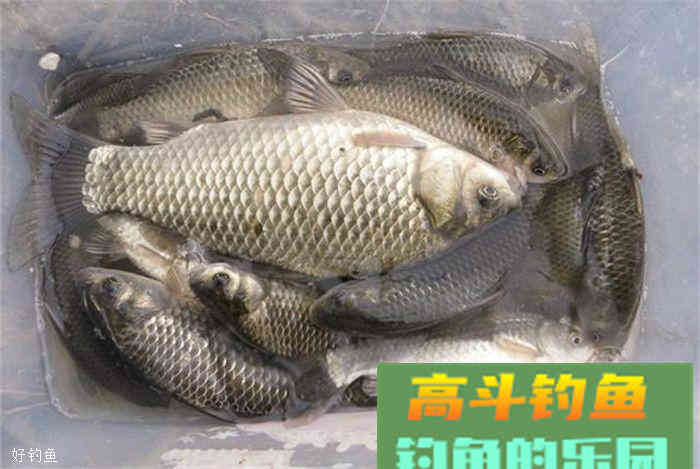 秋钓鲫鱼，饵料配方不求人，这里都有