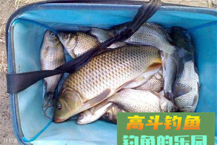 这款饵料配方既能控制成本，又能上大物哦