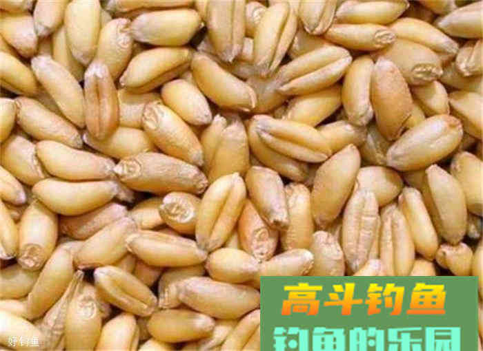 分享一款秋季饵料配方，对鲫鱼，鲤鱼效果都不错