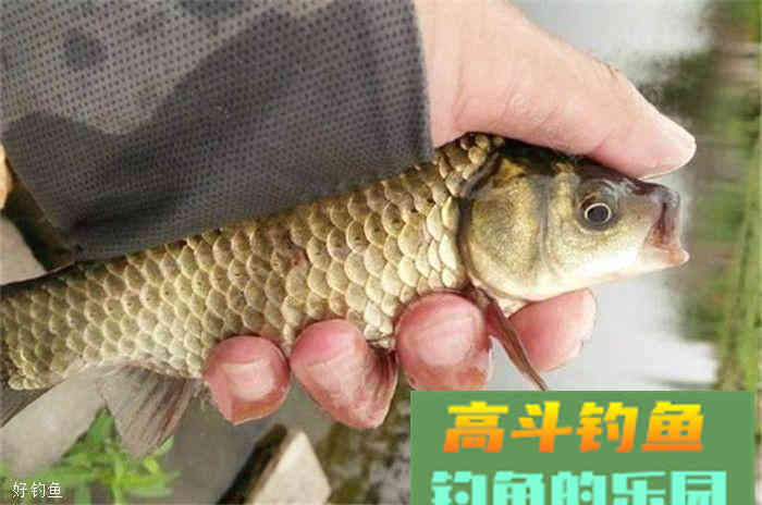 秋钓鲫鱼，饵料配方不求人，这里都有