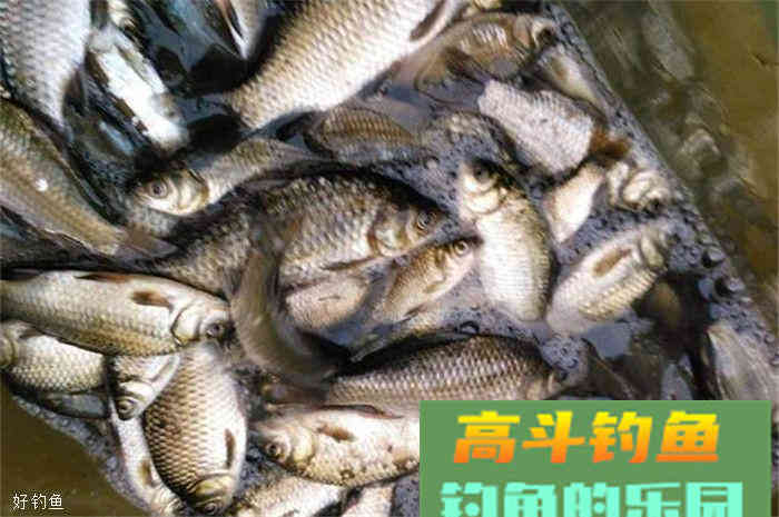 秋季钓大鲫鱼钓饵窝料自制配方，诱钓效果很好