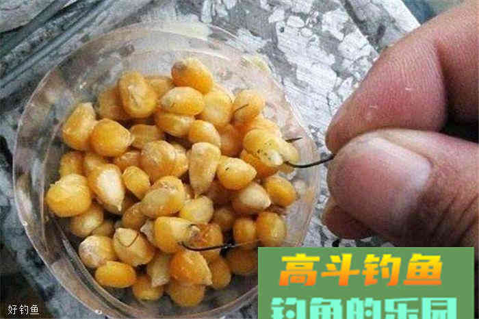 饵料窝料配方有这三款，今年秋天不用愁