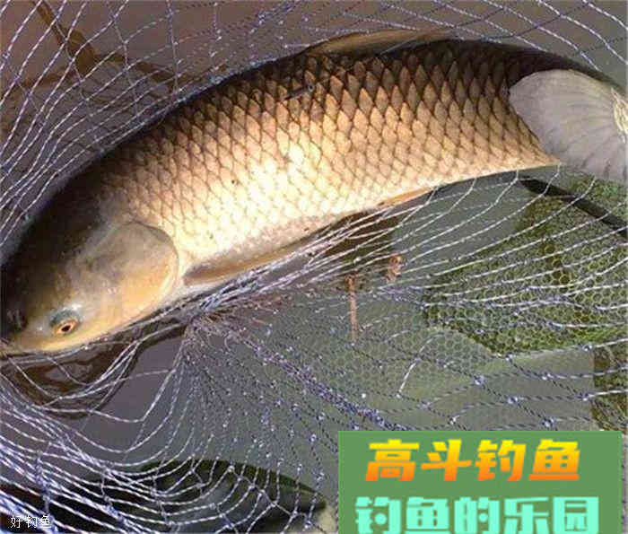 分享两款秋季饵料配方，鲫、鲤、草都能上