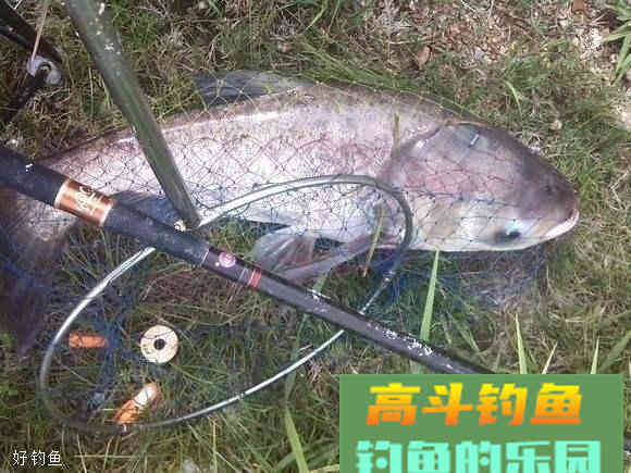 老钓友分享一款饵料配方，专钓鲢鳙