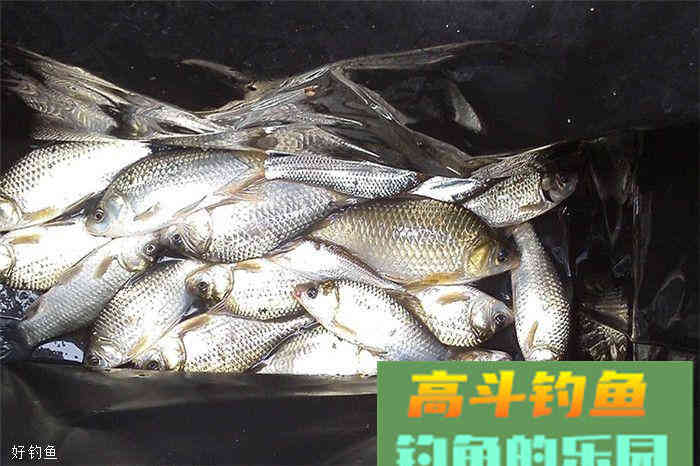 饵料味型不对导致没口？分享一款鲤鱼鲫鱼配方