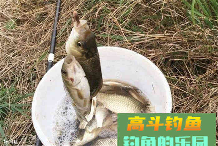 用粮食来做饵料，纯天然无污染，效果还很好