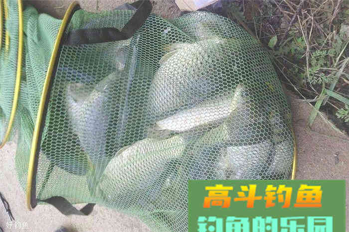 分享一款自制黑坑小药配方，效果不比商品小药差