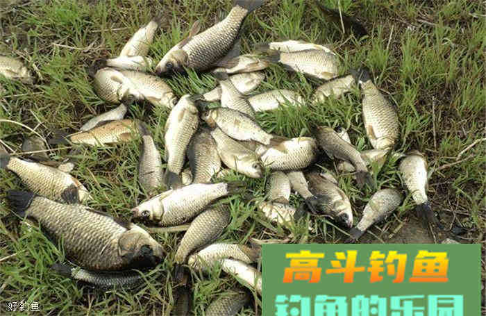 纯天然无污染自制小药，可打窝亦可开饵