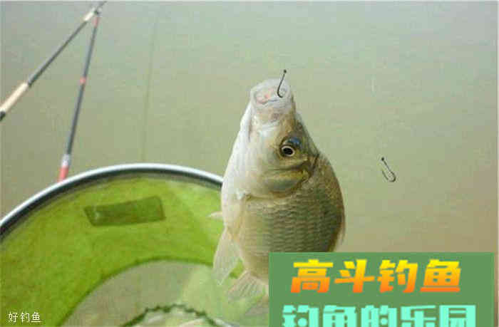 想要水库钓鲫鱼爆护，这款饵料配方很有效
