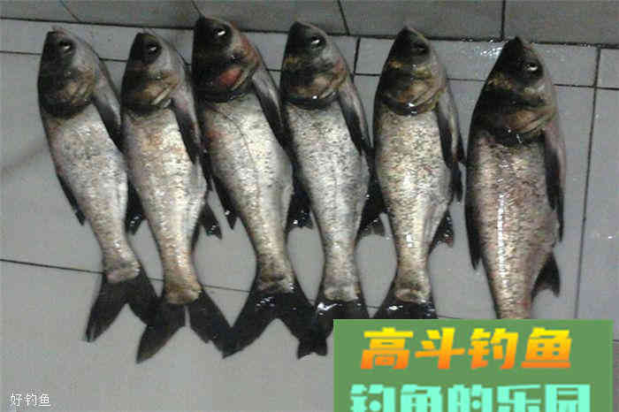 自制饵料，臭鸡蛋配豆腐，鲢鳙们都馋哭了